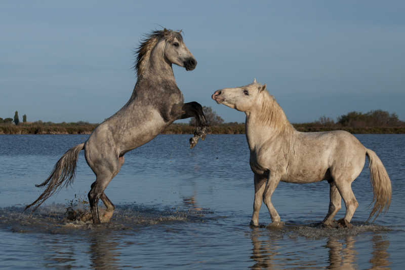在水里玩耍的两头马