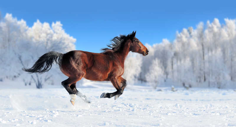 在雪地上奔跑的骏马