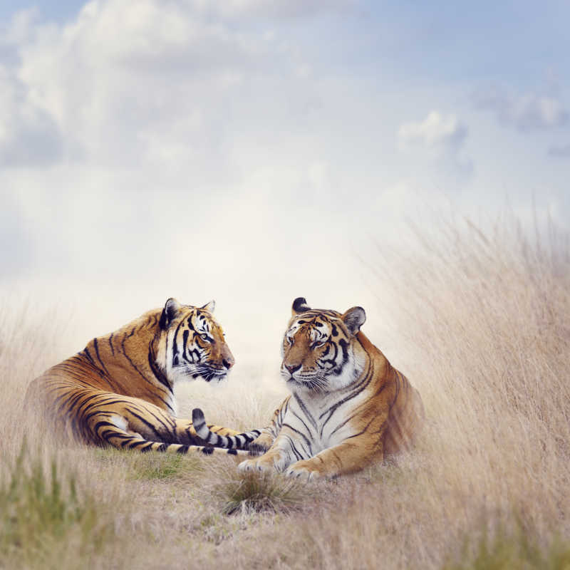 两只老虎躺在高高的草丛里