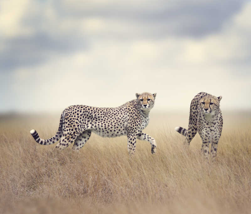 高高的草丛中行走的两只猎豹