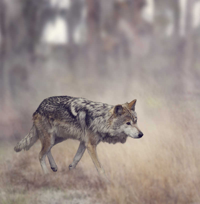 在树林里散步的灰狼