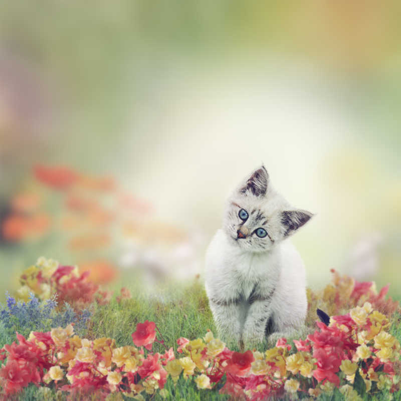 在花丛中的可爱白色小猫