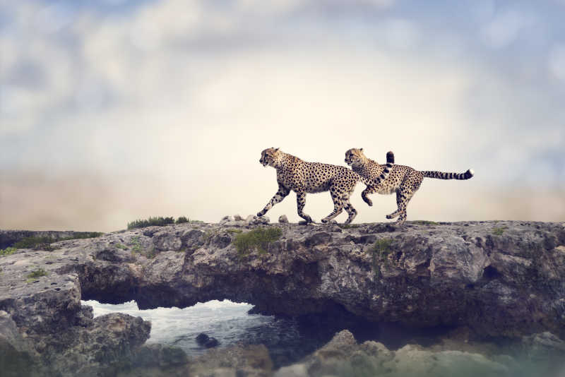 在岩石顶上奔跑的两个猎豹