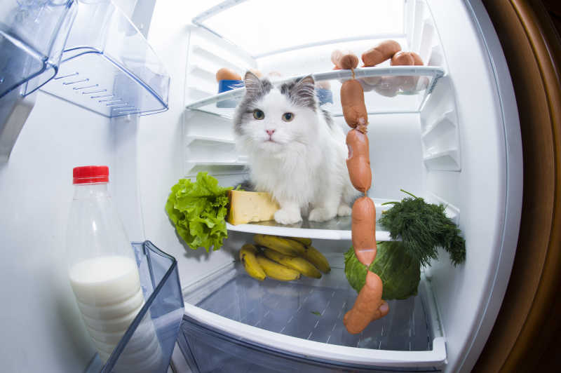 从冰箱里偷香肠被发现的猫