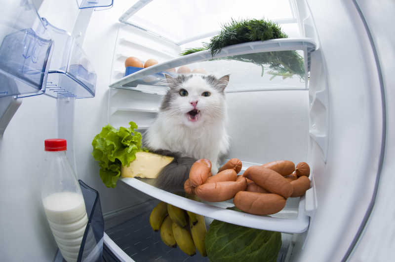 在冰箱里偷吃香肠的猫