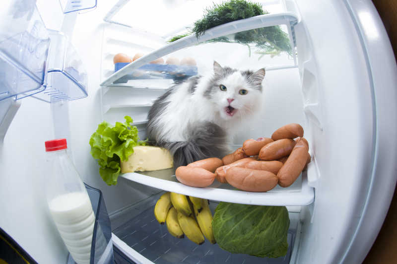 躲在冰箱里偷吃的猫