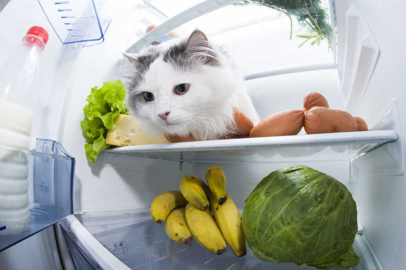 躲在冰箱里偷吃的小猫