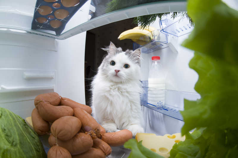 正在从冰箱里偷香肠的猫