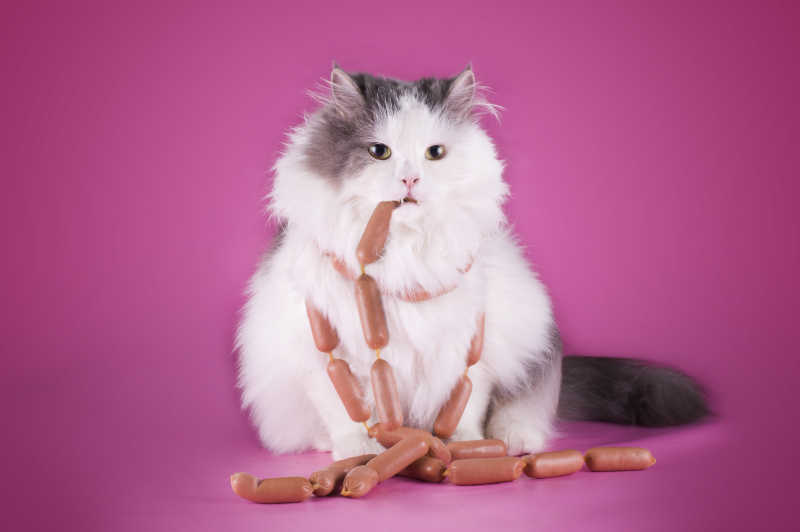 在粉红色的背景下吃香肠的肥猫