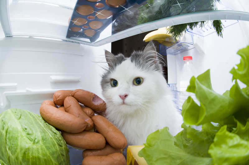 躲在冰箱里偷吃香肠的猫
