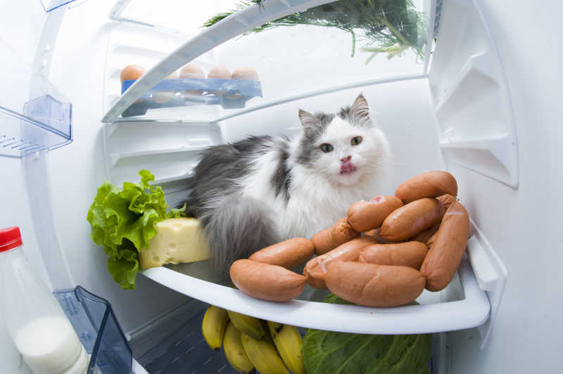 冰箱里偷香肠的猫