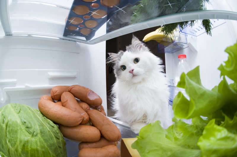 冰箱里的香肠被小猫发现了