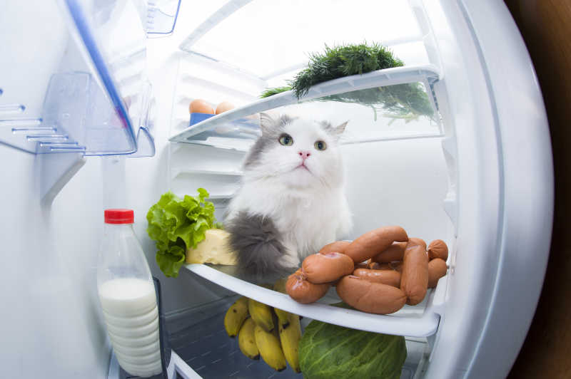 冰箱里的猫和香肠