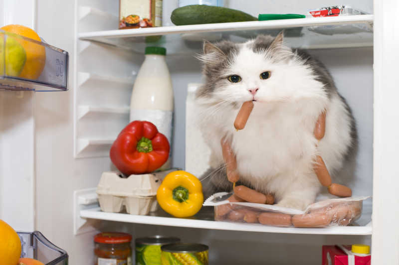 猫在冰箱里偷香肠