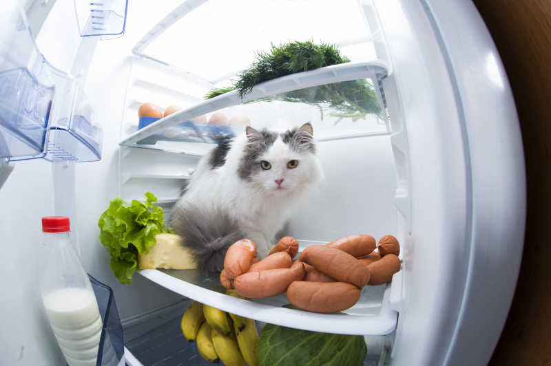 在冰箱里偷香肠的猫