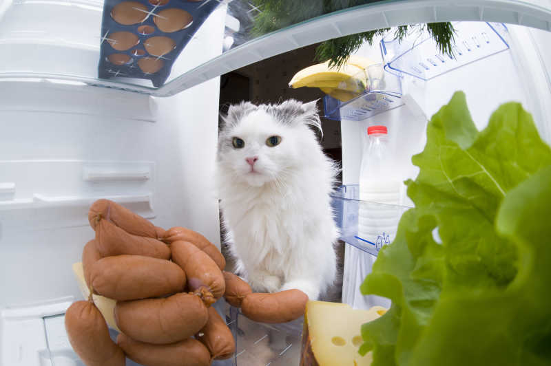 偷香肠被发现的猫