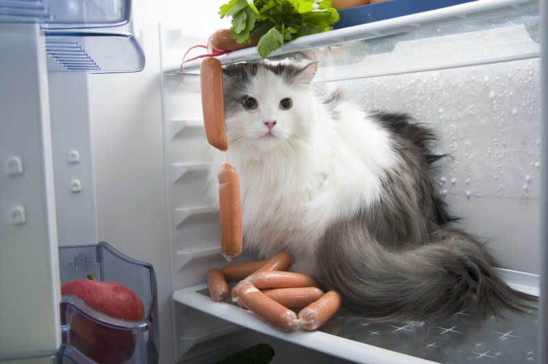 从冰箱里偷香肠的小猫