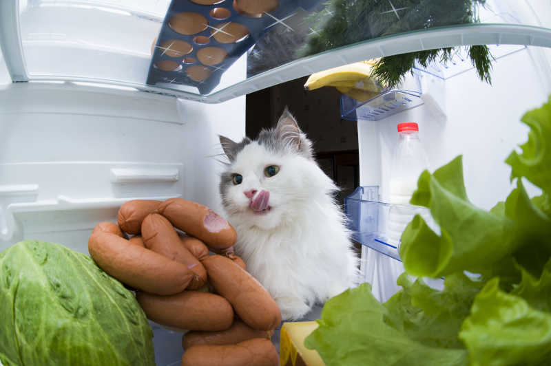 躲在冰箱里的猫