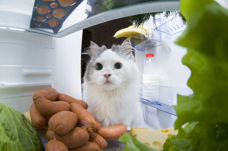 冰箱里的小猫