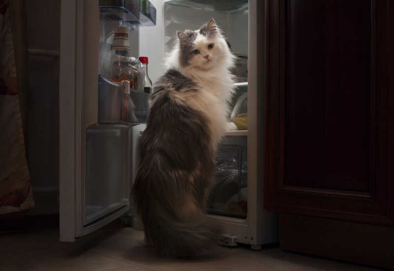 打开冰箱准备爬进去的猫