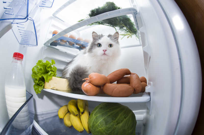藏在冰箱里的猫