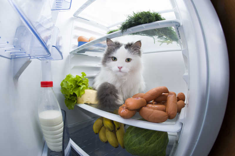 爬在冰箱里的猫