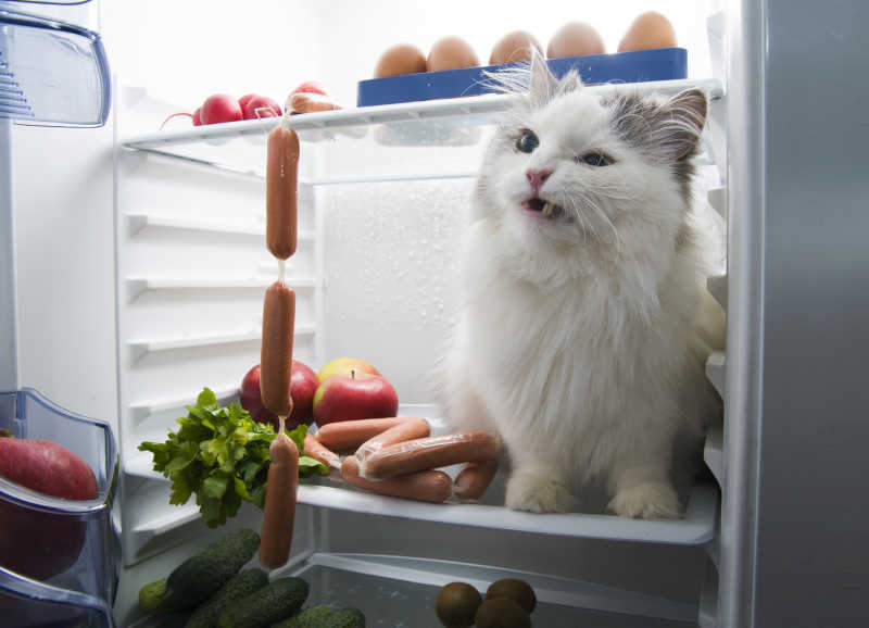 从冰箱里偷香肠的猫