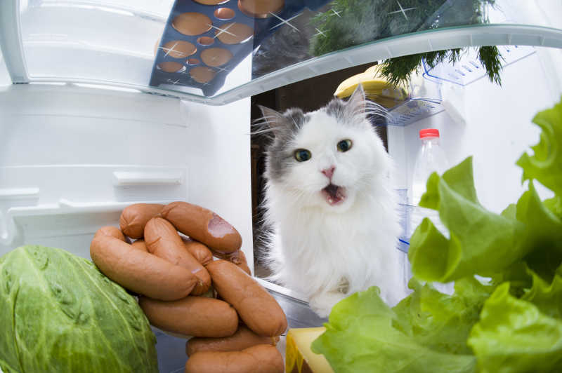 正打算从冰箱里偷香肠的猫