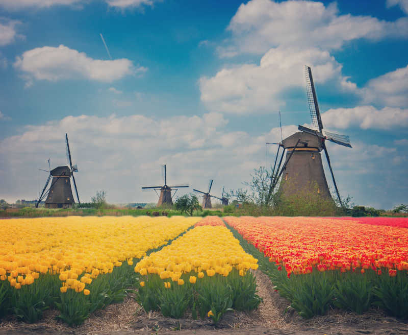 荷兰传统风车与郁金香花田