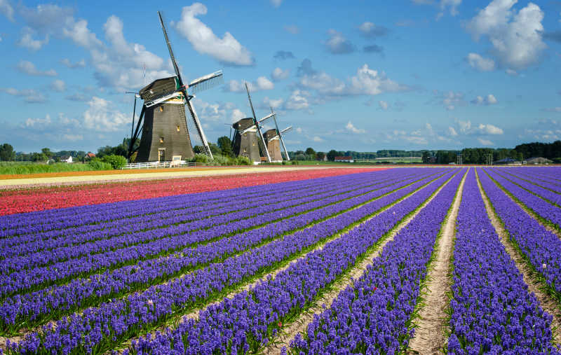 荷兰的花卉和风车