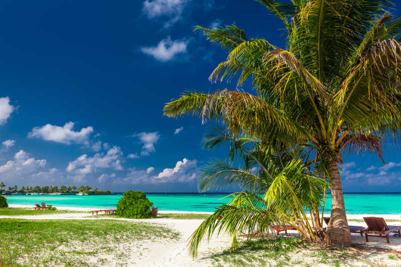 热带海滩的棕榈树