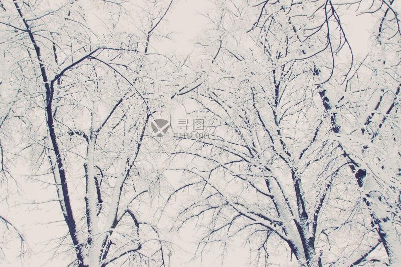 冬季里落满了雪的树枝