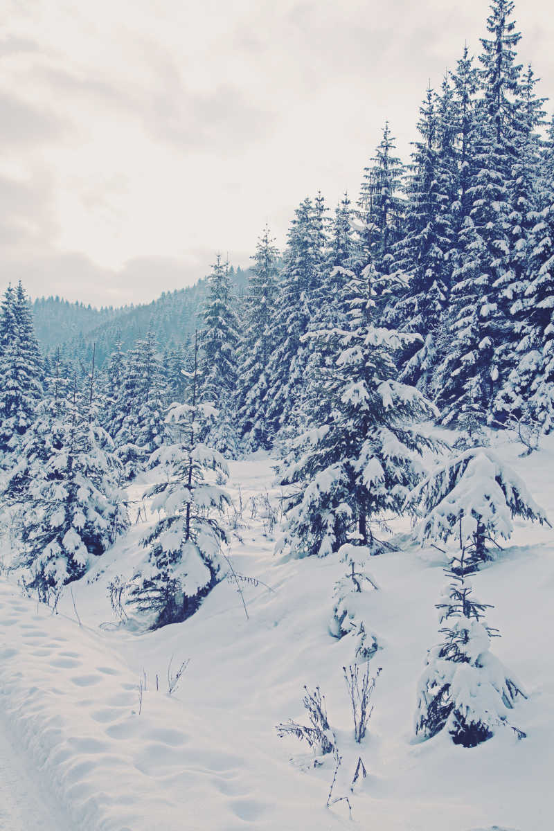 冬日里美丽的山中雪景