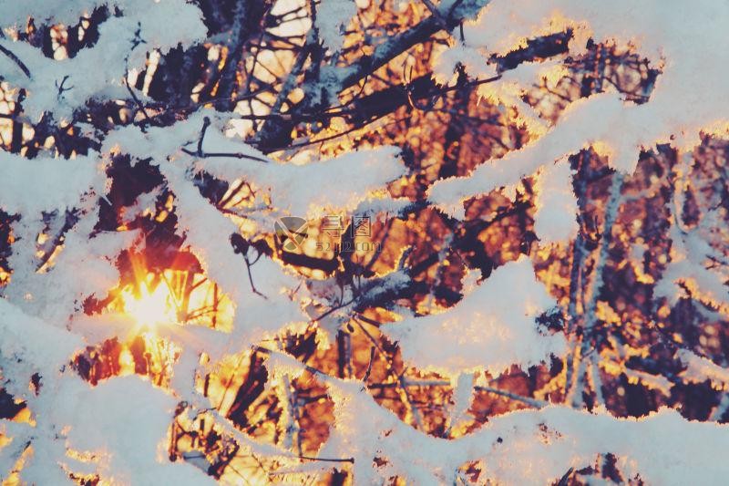 阳光下落满了雪的树枝
