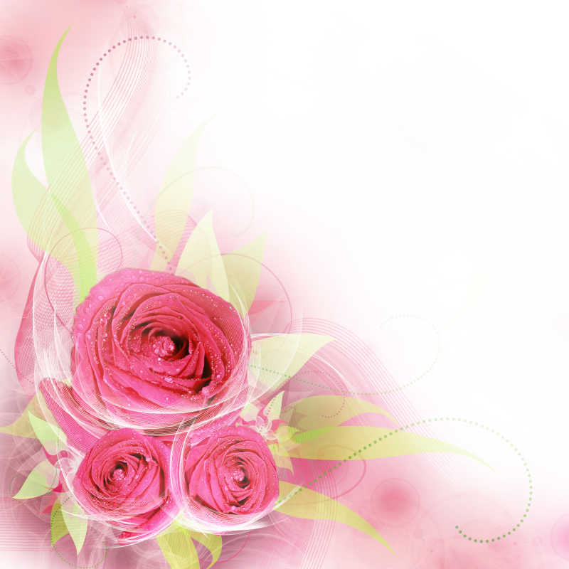 白色背景下的粉红色玫瑰花瓣图案