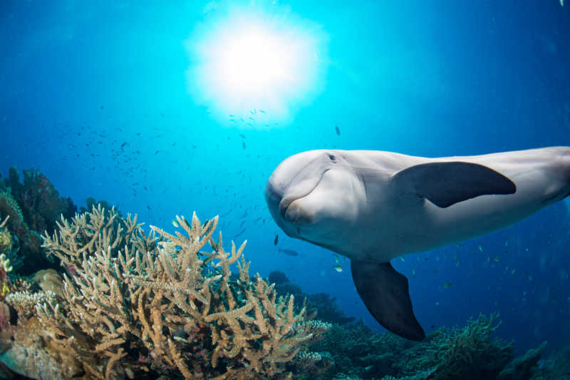 海豚和珊瑚