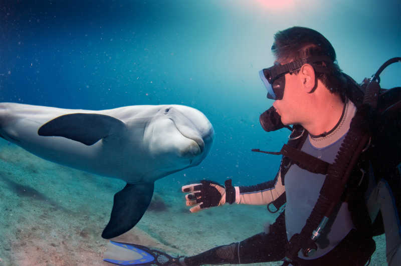 海豚和潜水员在一起