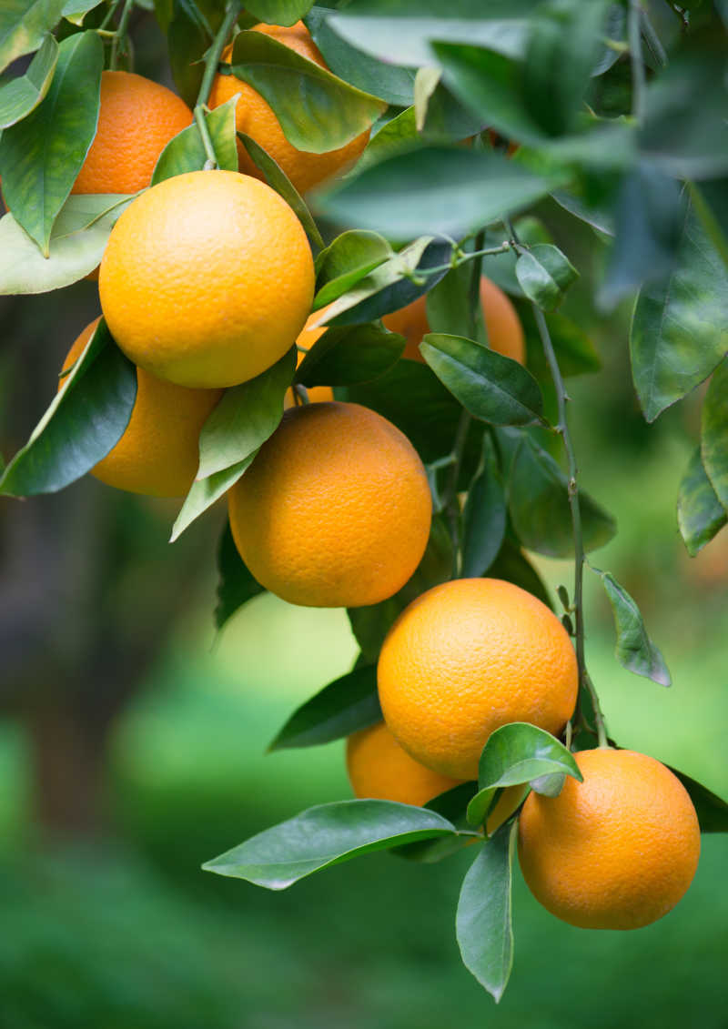 果园里树枝上的橙子