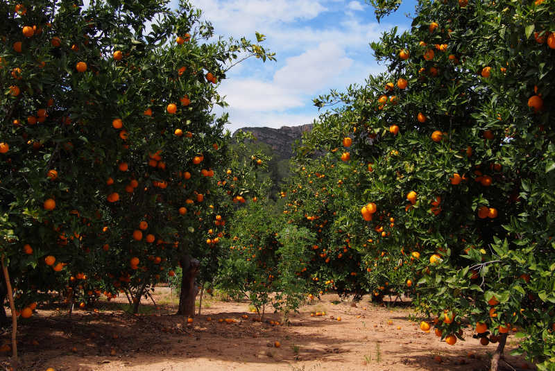 橘子园有许多水果
