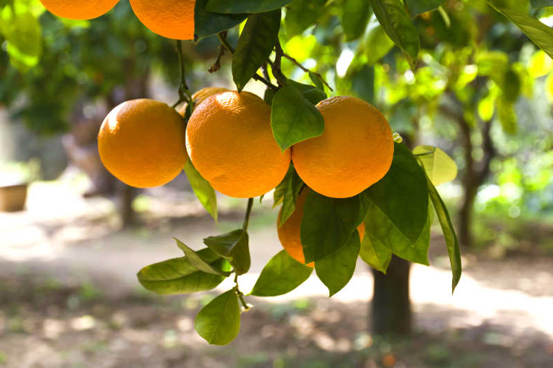 西西里岛柑橘园中的橘子树