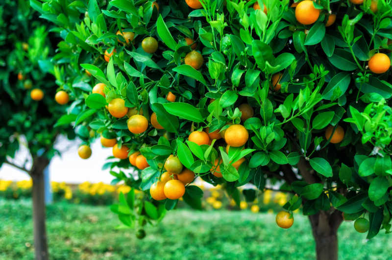 树枝上结满了橙子