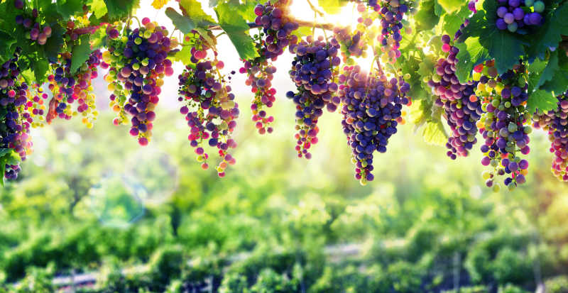 葡萄园中成熟的葡萄