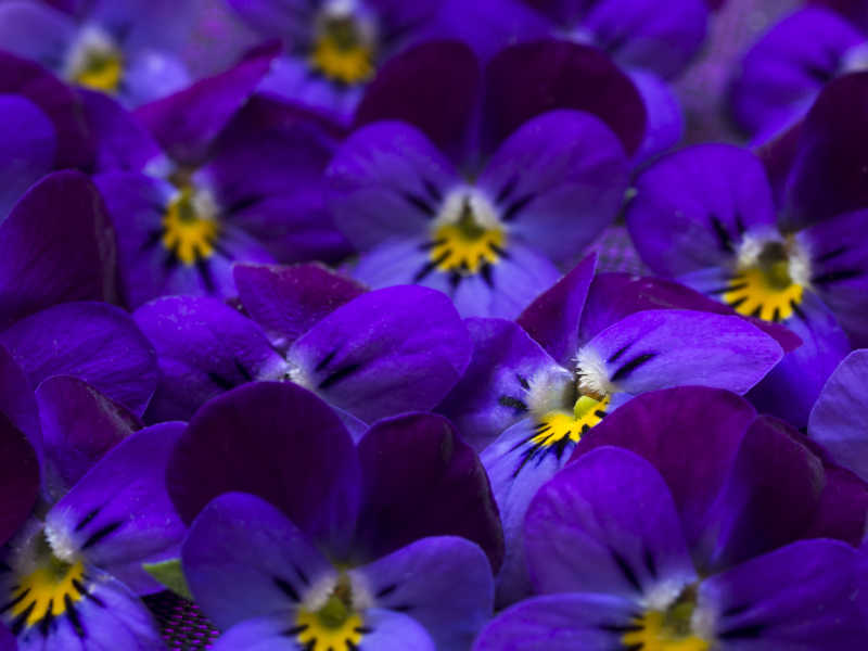 美丽的紫罗兰