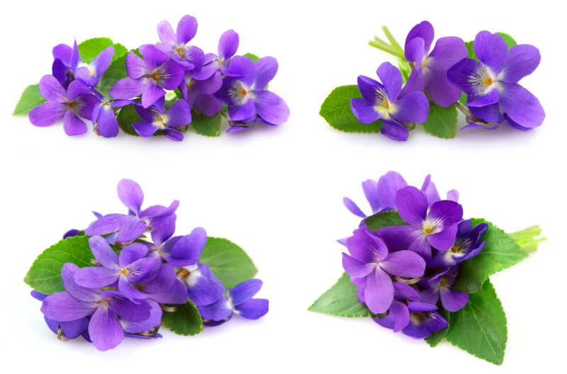 白色背景下的紫罗兰花朵