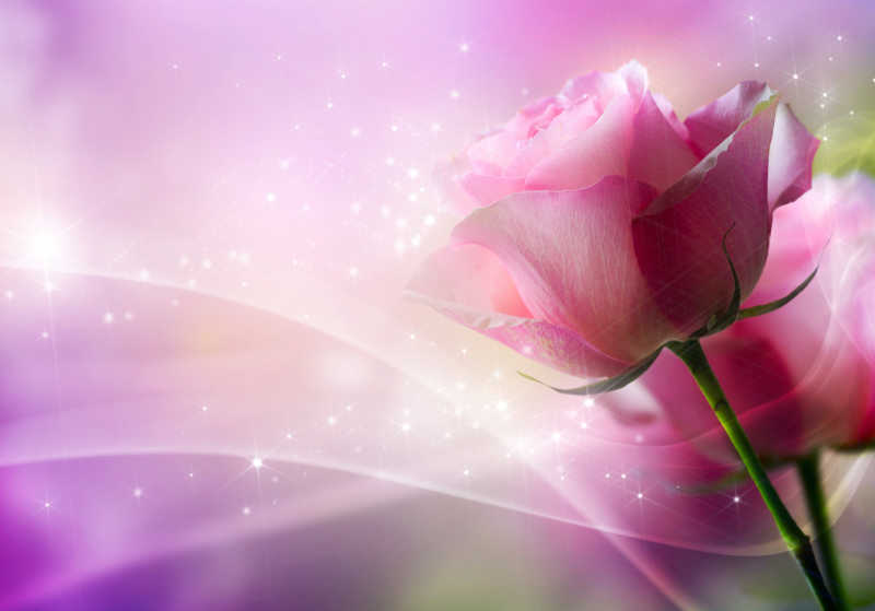 粉红色背景下的梦幻粉色玫瑰
