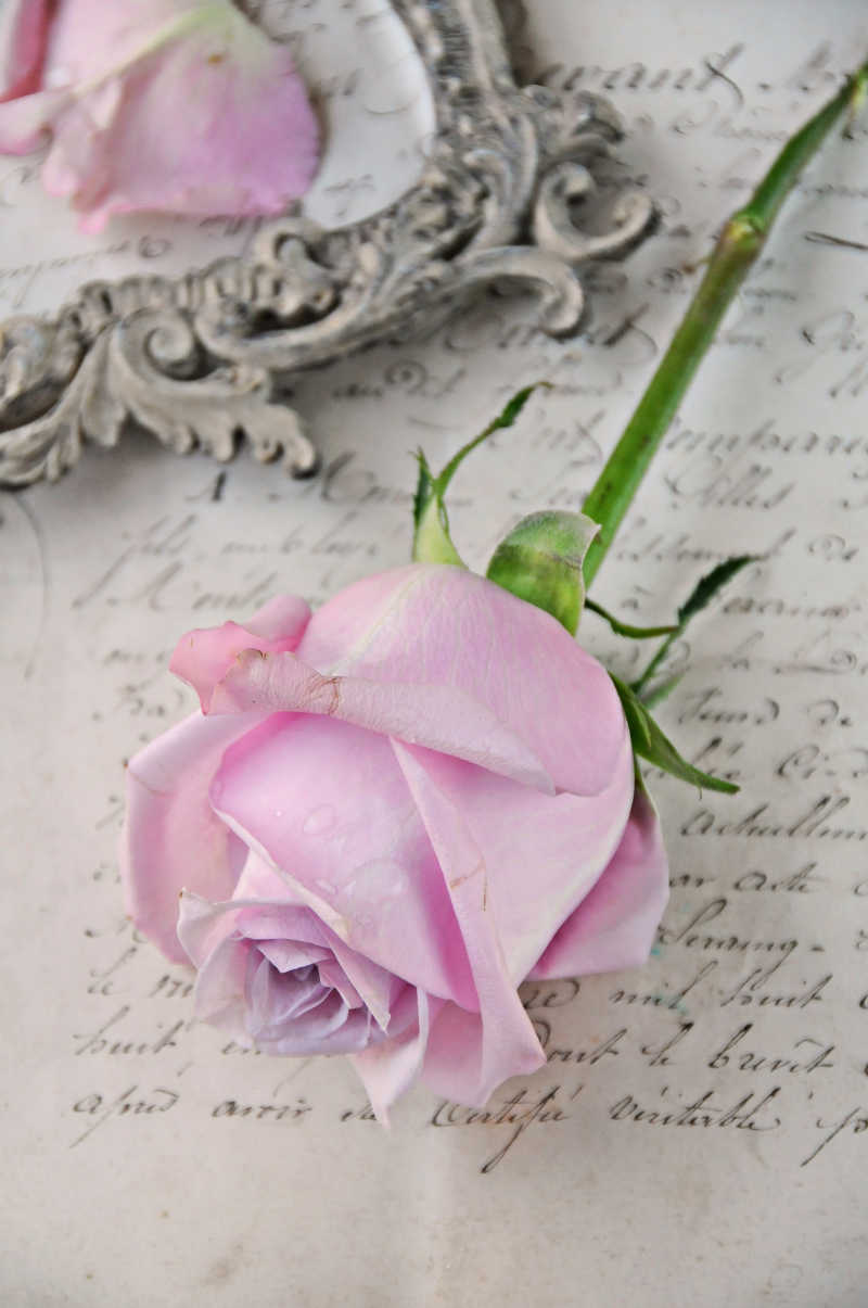 信纸背景下的粉色玫瑰花