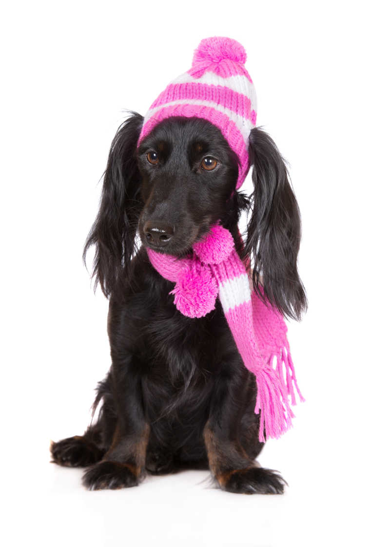 戴着粉色帽子和围巾的腊肠狗
