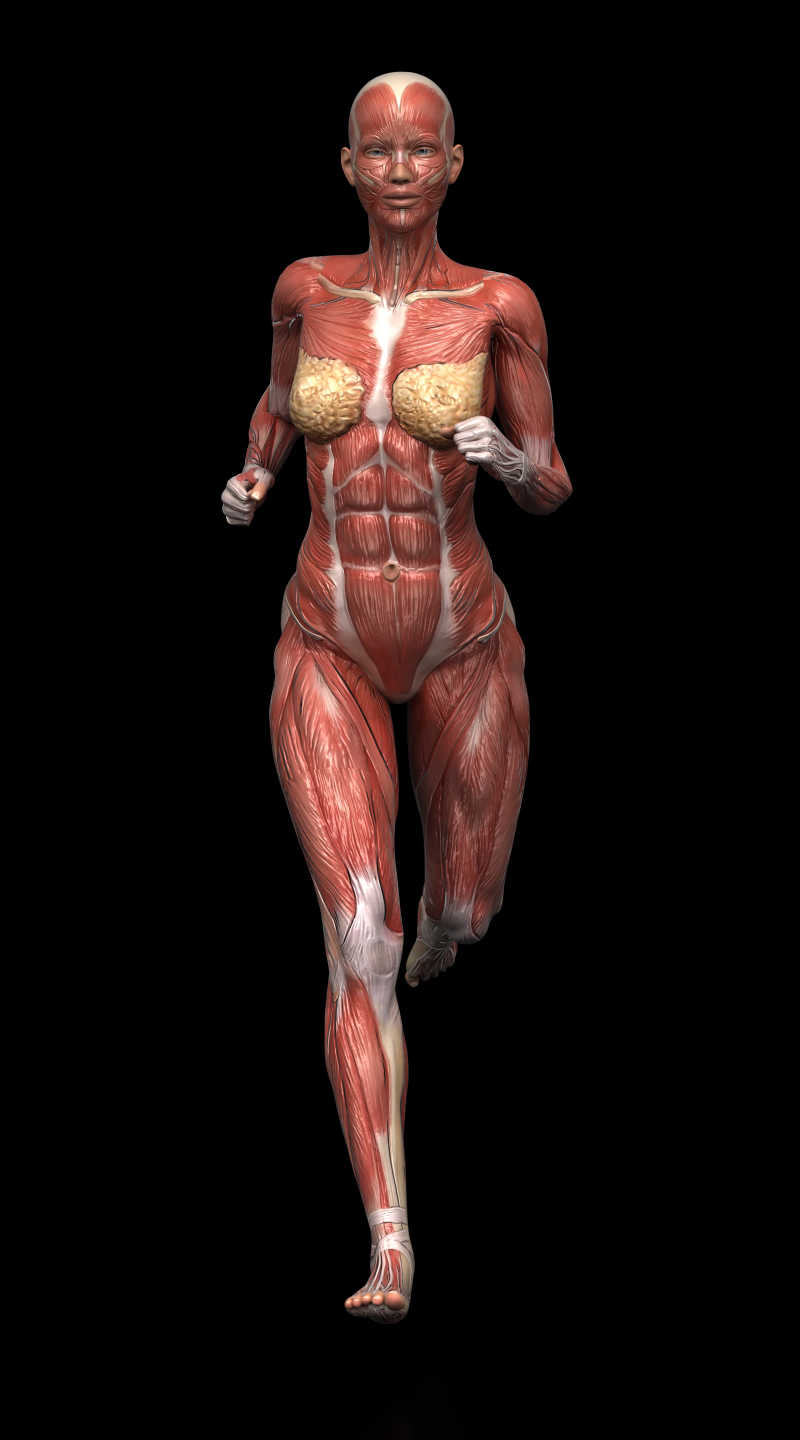 黑色背景下跑步女子的肌肉解剖
