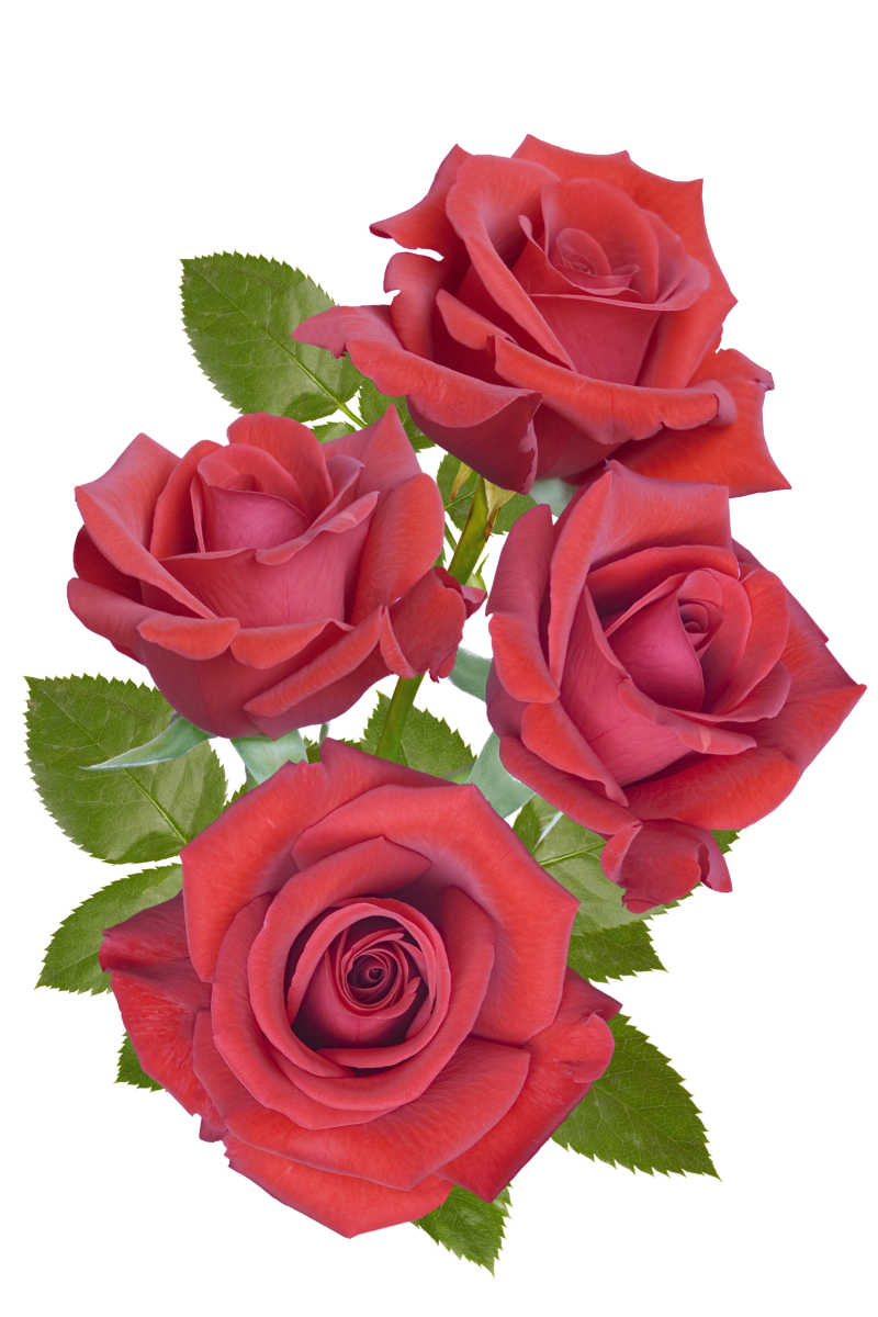 白色背景下的红色玫瑰花
