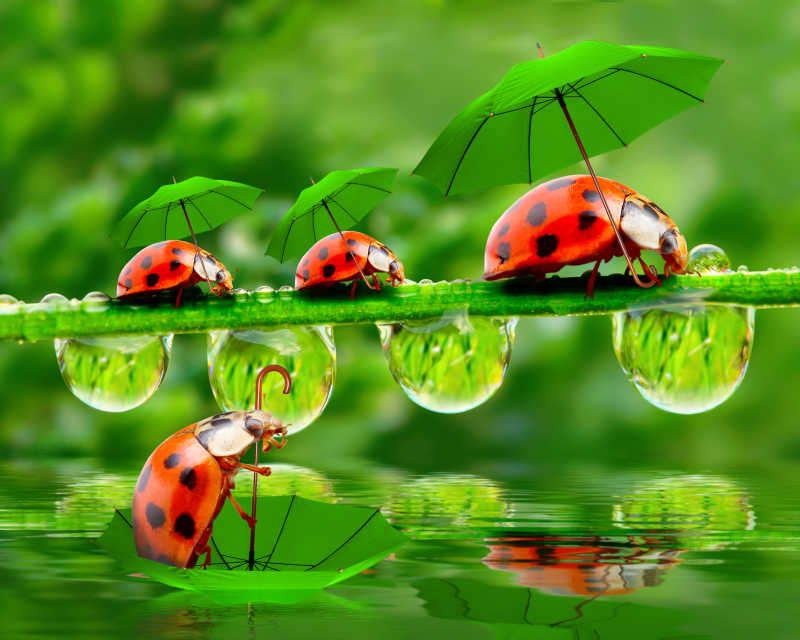 打伞在池塘的小瓢虫